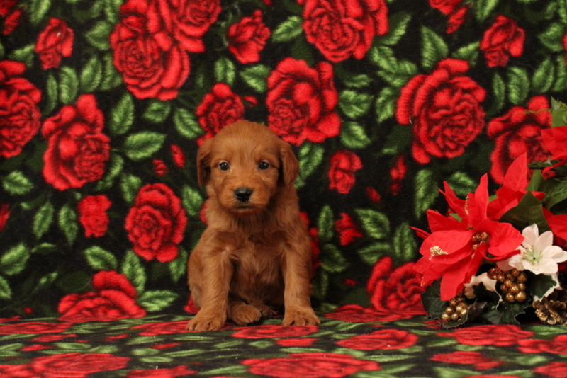puppy, for, sale, Mini Goldendoodle F1, Matthew B. Stoltzfus, dog, breeder, Gap, PA, dog-breeder, puppy-for-sale, forsale, nearby, find, puppyfind, locator, puppylocator, aca